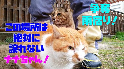 雨の日のさくら猫たち！雨宿りの様子をご覧ください！さくら猫の三兄妹😍😻 It Is A Cat Which Lives In The