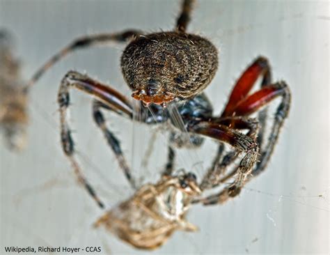 Spider Anatomy - Hearts Pest Management