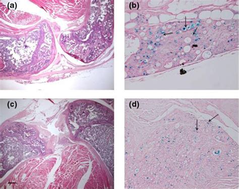 Histology Of Mouse Knee Joints Months After Intra Articular Injection