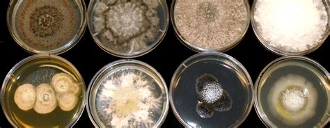 What Are Endophytic Fungi Everything You Need To Know Grocycle