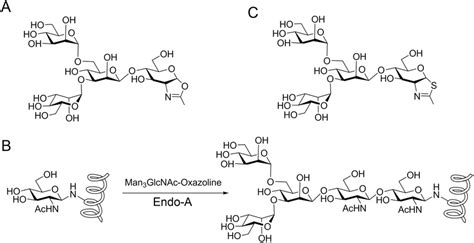 Synthesis of glycopeptides using oligosaccharide oxazolines as sugar... | Download Scientific ...