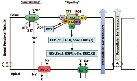 Figure 2 From The Na K ATPase Signaling Regulates Natriuresis In Renal