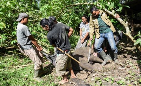 Sumatran Baby Elephant Dies After Trunk Snared In Poacher Trap