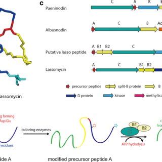 Representative Structure And Biosynthesis Of A Lasso Peptide A D