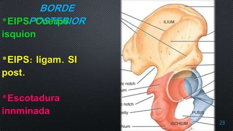 Anatomia De Hueso Coxal Ppt