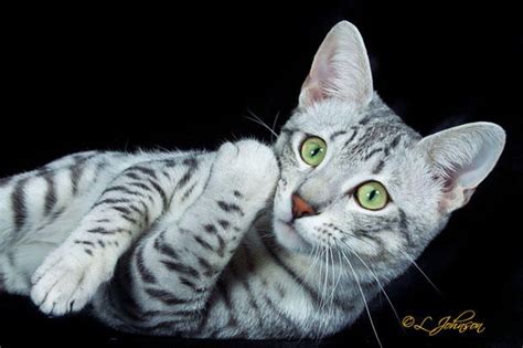 11 Tips for Taking Purrfect Cat Pics From a Professional Feline ...
