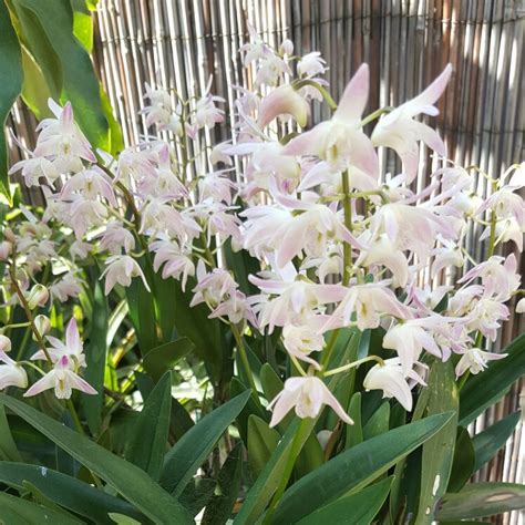 Dendrobium Kingianum Pink Rock Orchid Uploaded By Cherryred