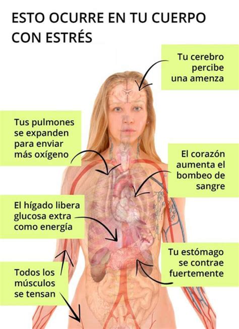 El Estrés Y Los Efectos En Los Jóvenes Porestré