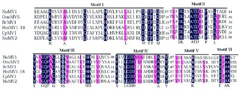 Multiple Alignment Of The Deduced Amino Acid Aa Sequence Of The Rdrp