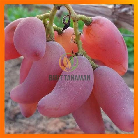 Jual BIBIT ANGGUR IMPORT DOBOVSKY PINK HASIL GRAFTING Shopee Indonesia