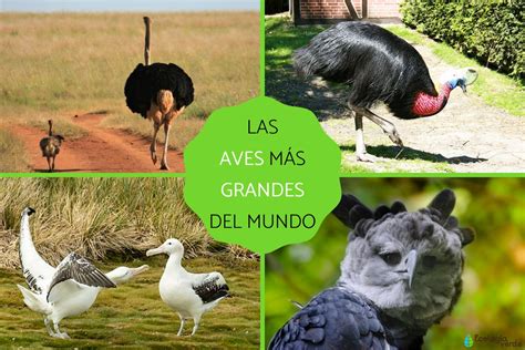 Las Aves M S Grandes Del Mundo Nombres Caracter Sticas Y Fotos