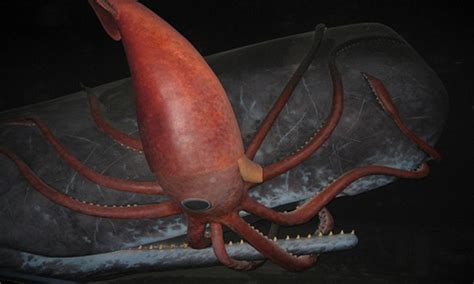 The embodiment of the giant squid monster in legend