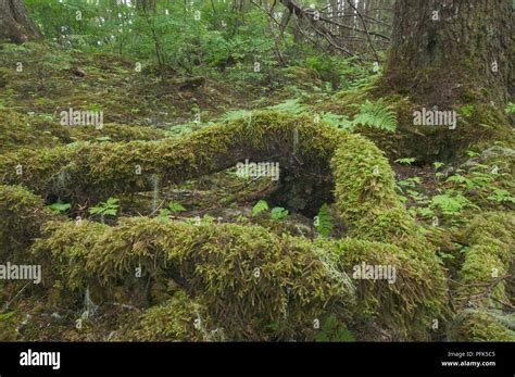 Usa Alaska Moss Covering Tree Root On Temperate Rainforest Floor