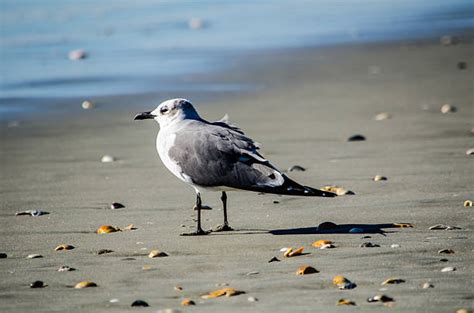 310 North Carolina Sea Shells Stock Photos Pictures And Royalty Free