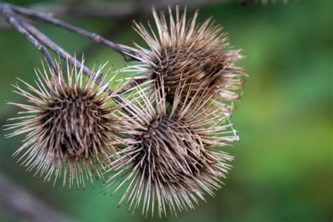 Burdock Arctium Free Stock Photo Public Domain Pictures