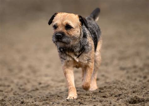 Border Terrier Grooming » How to Groom A Border Terrier