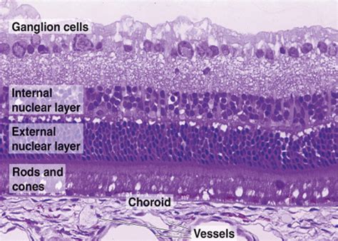 The Science of Reality | medicalschool: Histology of the human eye