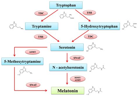 Agronomy Free Full Text Role Of Melatonin In Directing Plant Physiology