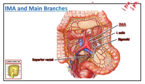 DMS 207 Ch 8 Aorta And Vasculature Flashcards Quizlet