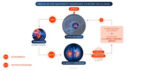 Stress Chronique Origines Cons Quences Et Solutions Naturelles