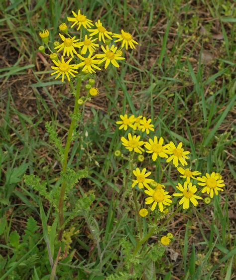 Senecio Leucanthemifolius Ssp Vernalis