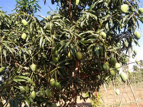 Pyanabi Mallika Grafted Mango Plant Pyanabi