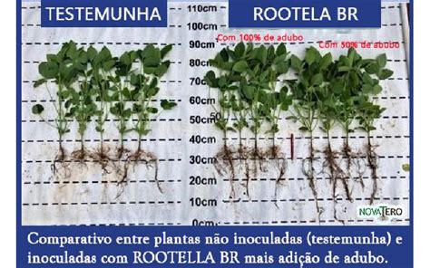 Micorrizas Podem Elevar Absorção De Nutrientes Pelas Plantas Em Até