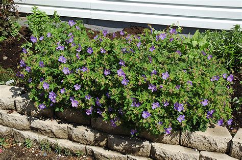 Johnsons Blue Cranesbill Geranium Johnsons Blue In Billings