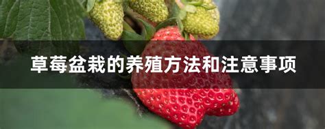 草莓盆栽的养殖方法和注意事项 花百科