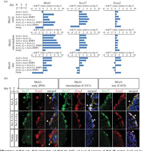 Figure 1 From Differential Response Of Epiblast Stem Cells To Nodal And