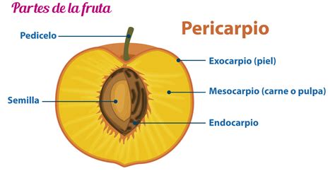 Aprende Todo Sobre Las Partes Del Fruto Y Sus Funciones Nbkomputer