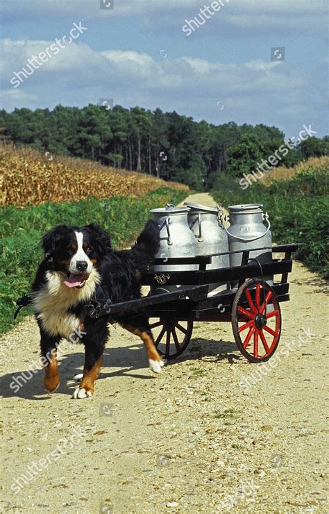 Bernese Mountain Dog Pulling Cart Milk Editorial Stock Photo Stock