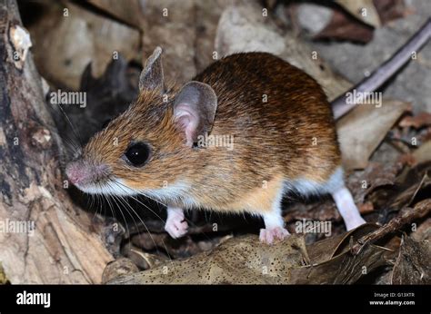 Yellow-necked mouse. Dorset, UK Stock Photo - Alamy