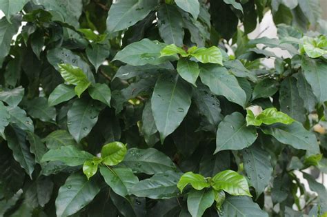 Coffea arabica (Arabian Coffee, Coffee Plant) | North Carolina ...