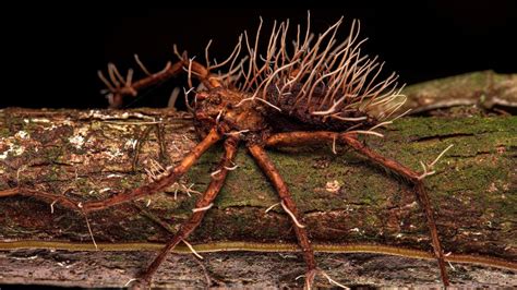 Foto Flagra Fungo Parasita Explodindo Do Corpo De Aranha Enorme