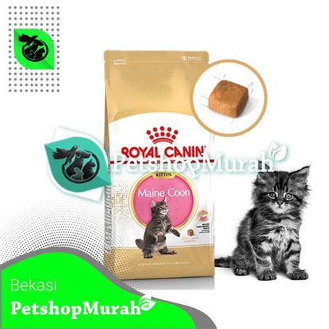 Makanan Kucing Royal Canin Maine Coon Kylie Davies