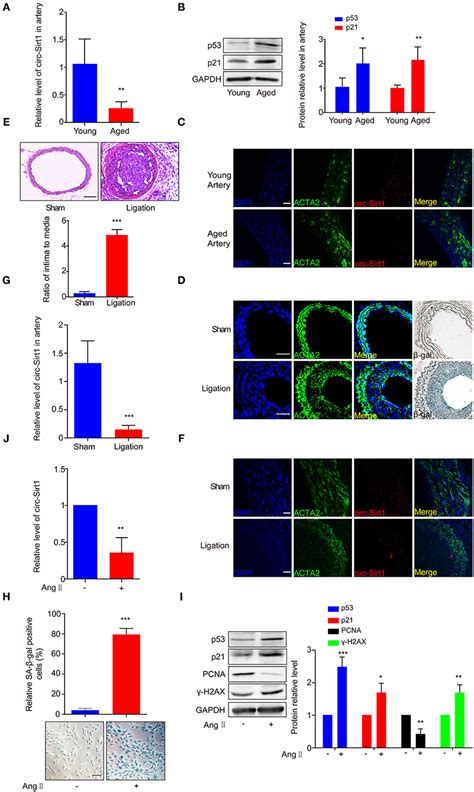 Frontiers Circ Sirt1 Decelerates Senescence By Inhibiting P53