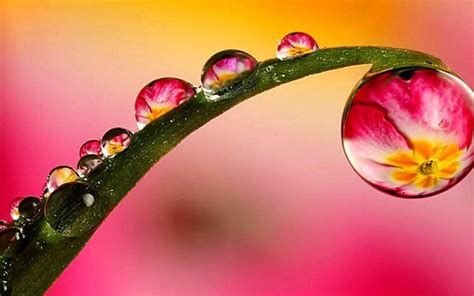 Drops Of Water On Green Leaf Macro Photography Hd Wallpapers For