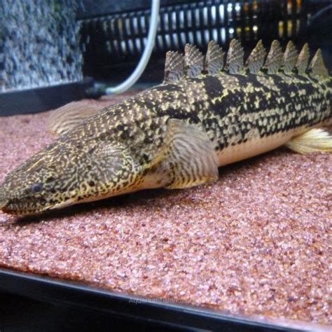 Bichir Fish Archives | Aquarium Fish India