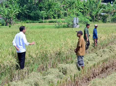 Antisipasi Kekeringan Dan Peningkatan Produksi Pangan Presiden Tinjau