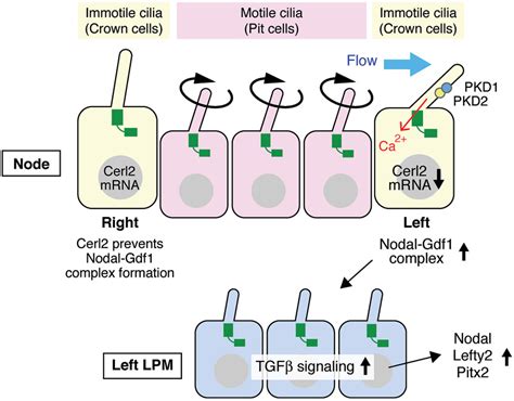 Primary Cilia As Signaling Hubs In Health And Disease Nishimura 2019 Advanced Science