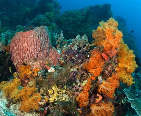 Coral Reefs Everything You Need To Know About These