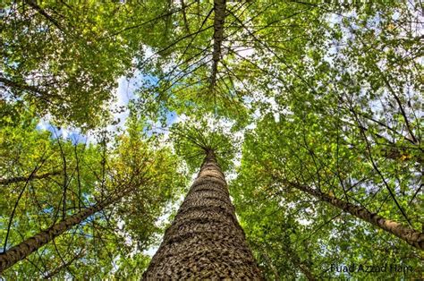 Parque Nacional La Tigra Es Un Otro Parque Nacional De Honduras Fue El