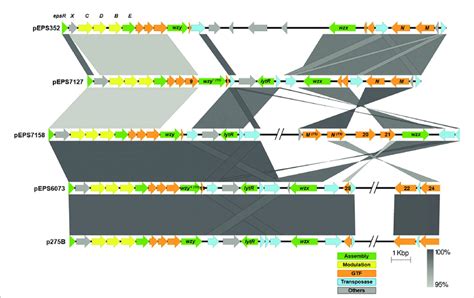 Lactococcal Eps Gene Clusters Comparison Of Iff Lactococcal Eps Gene