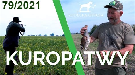 Sudecka Ostoja Polowanie Na Kuropatwy Hunting Partridges