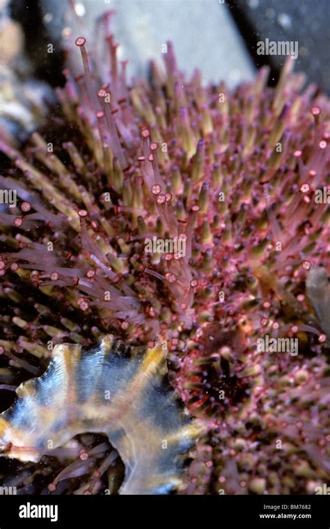 Green Sea Urchin Psammechinus Miliaris In A Rockpool Showing Its Tube