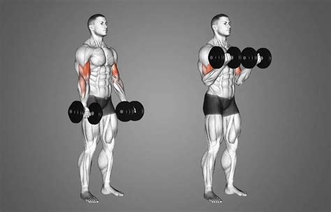 Dumbell Curl Hareketi Nedir Nasıl Yapılır Ne İşe Yarar Faydaları