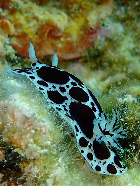 Peltodoris Atromaculata Olympus Digital Camera Flickr