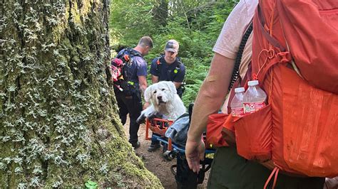 Firefighters Carry 160 Pound Dog Down Oregon Mountain After Pup Is