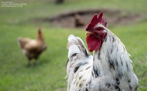 Hen And Rooster Carlos Bustamante Restrepo Flickr